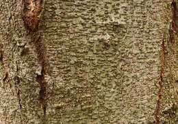 Image of Caucasian alder