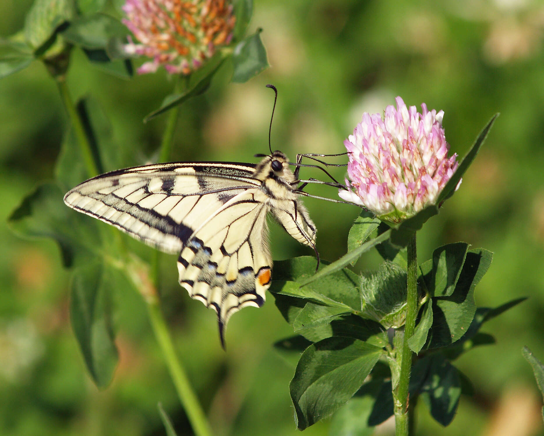 Image of Old World Swallowtail