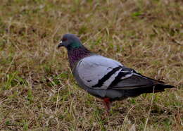 Image of Common Pigeon