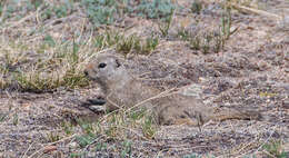 Image of Wyoming ground squirrel