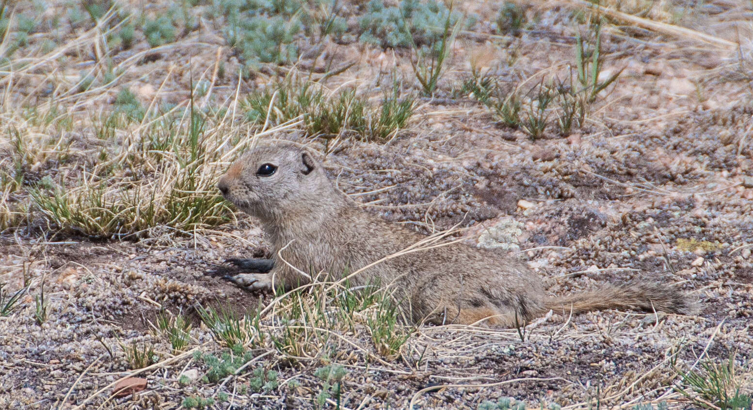 Image of Urocitellus Obolenskij 1927