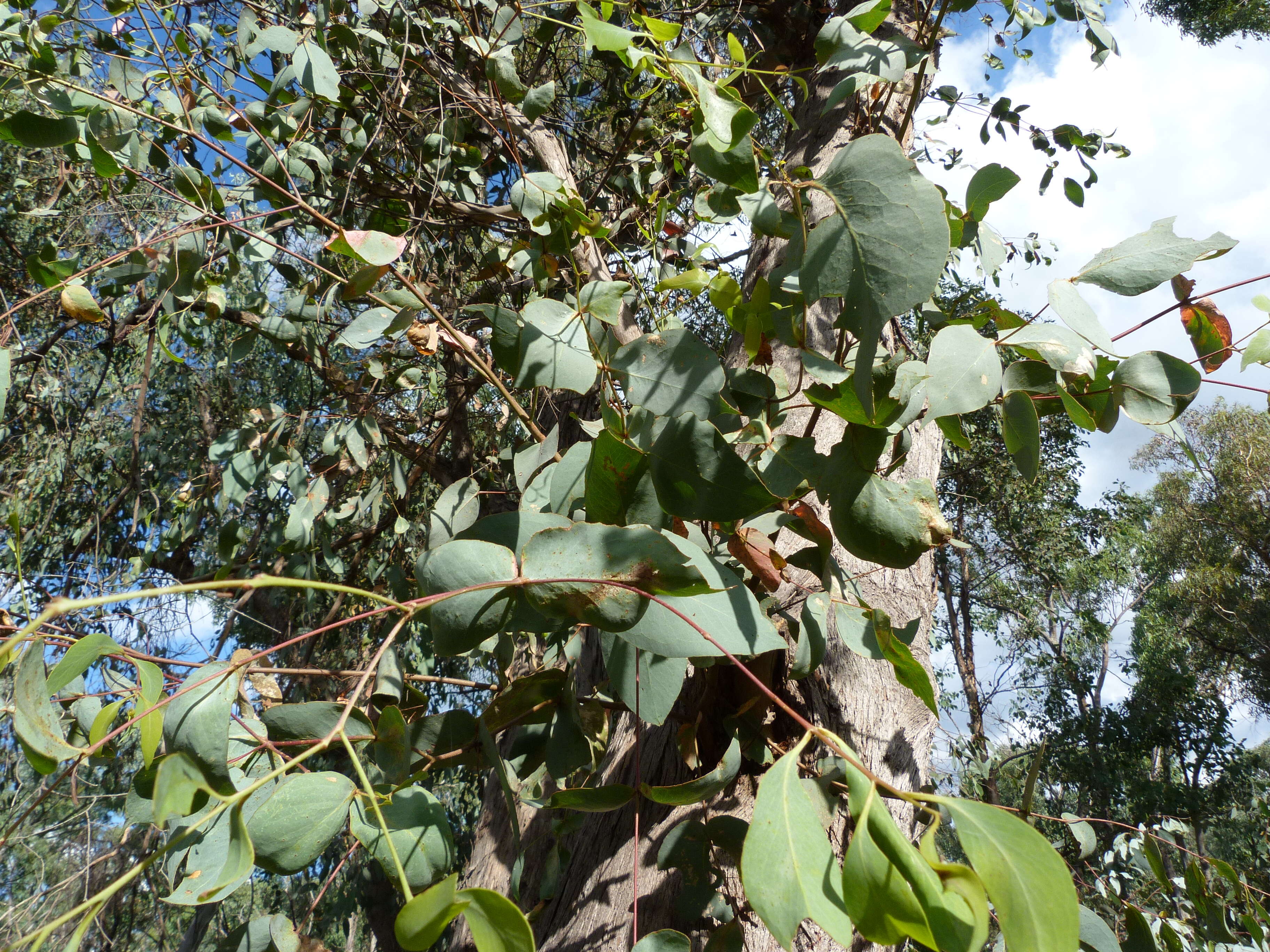 Image of broadleaf peppermint gum