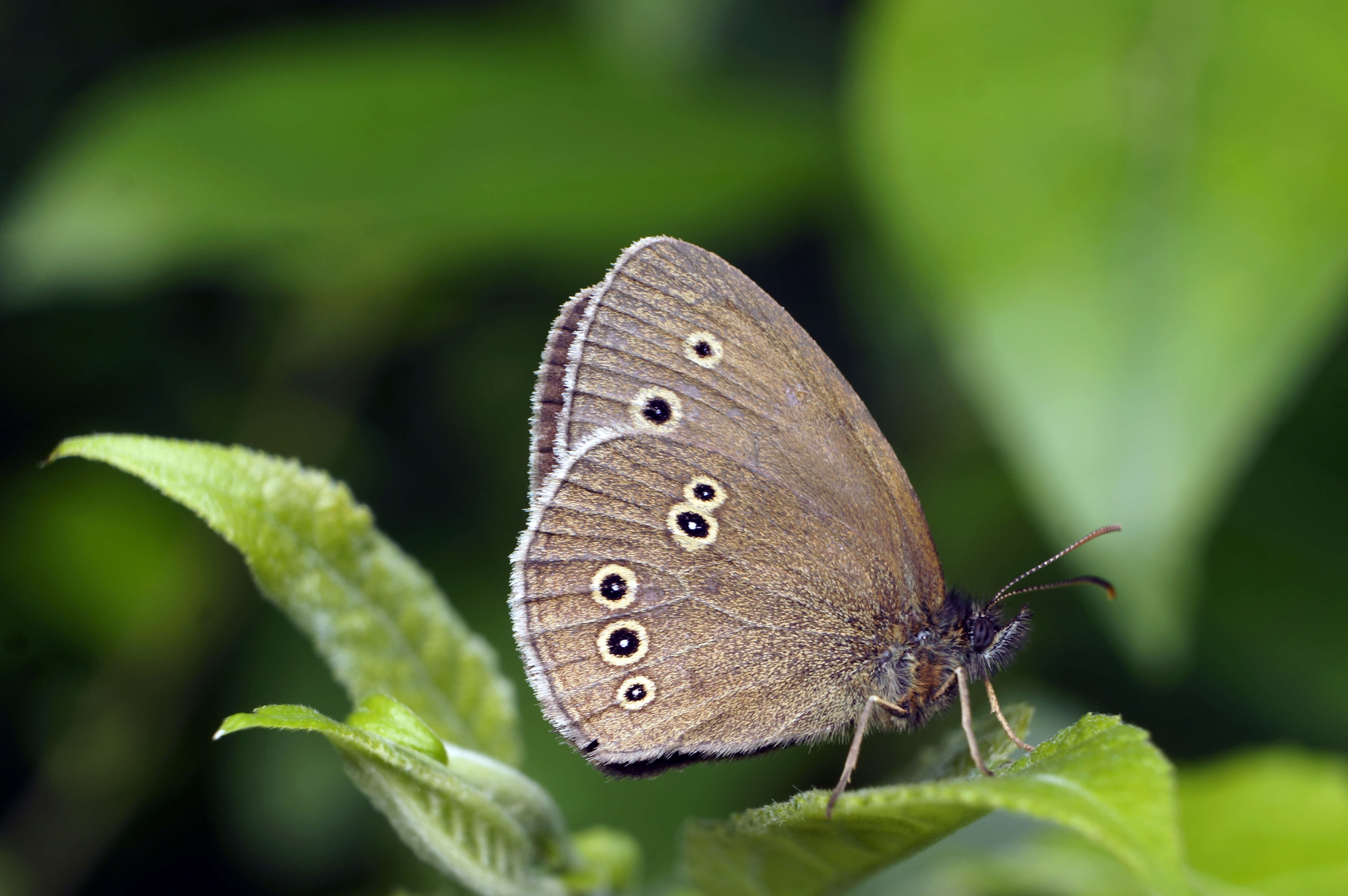 Image of Aphantopus