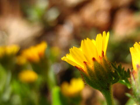 Image of field marigold