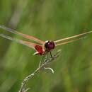 Tramea eurybia Selys 1878 resmi