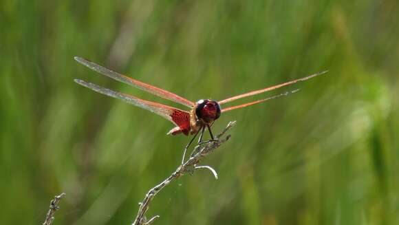 Tramea eurybia Selys 1878 resmi