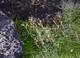 Image of Pachycladon radicata (Hook. fil.) Heenan & A. D. Mitch.