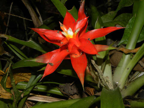 Image of tufted airplant