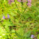 Image of Centaurium erythraea subsp. erythraea