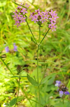 Image of Centaurium erythraea subsp. erythraea