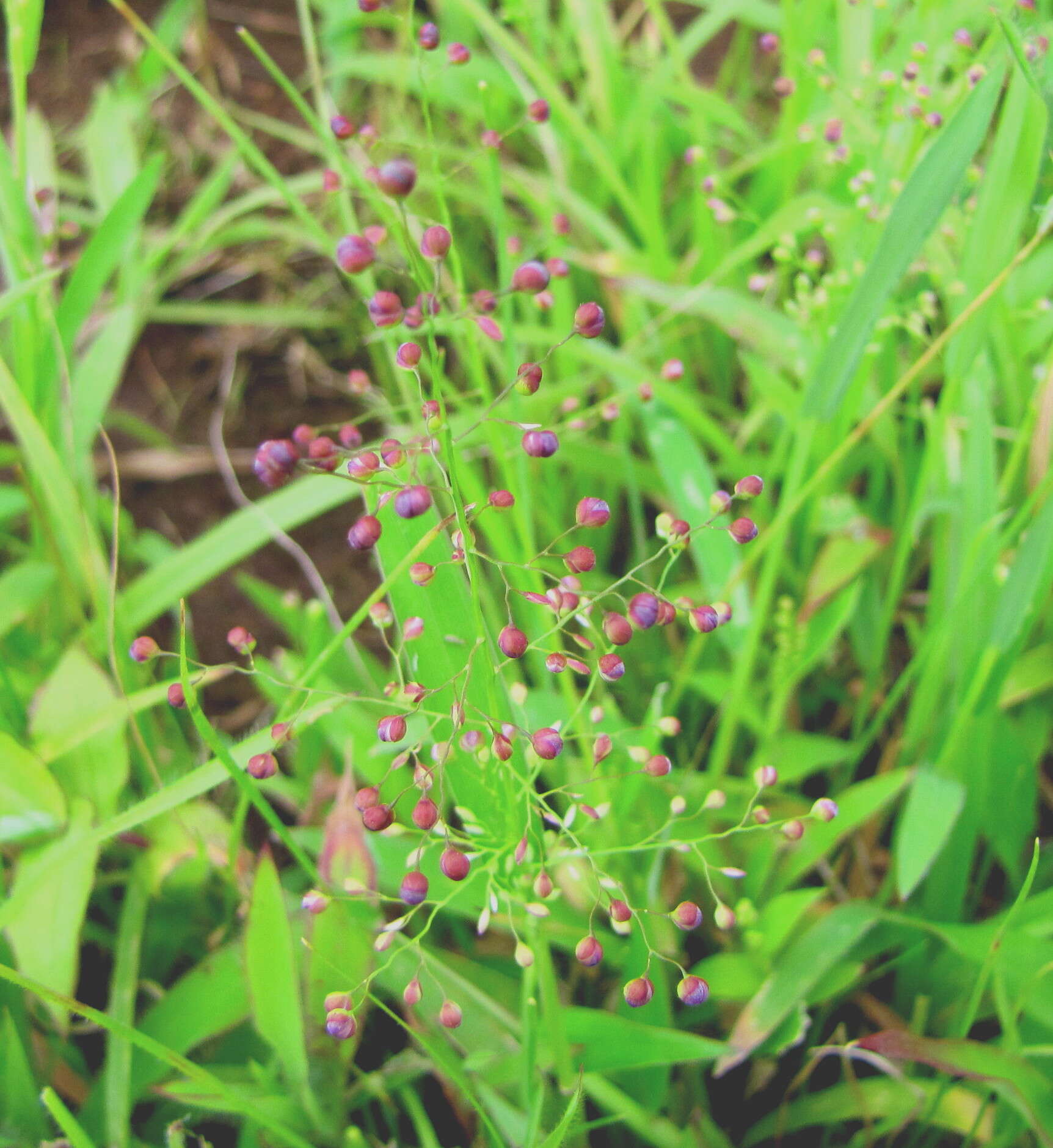 Image of bloodgrass