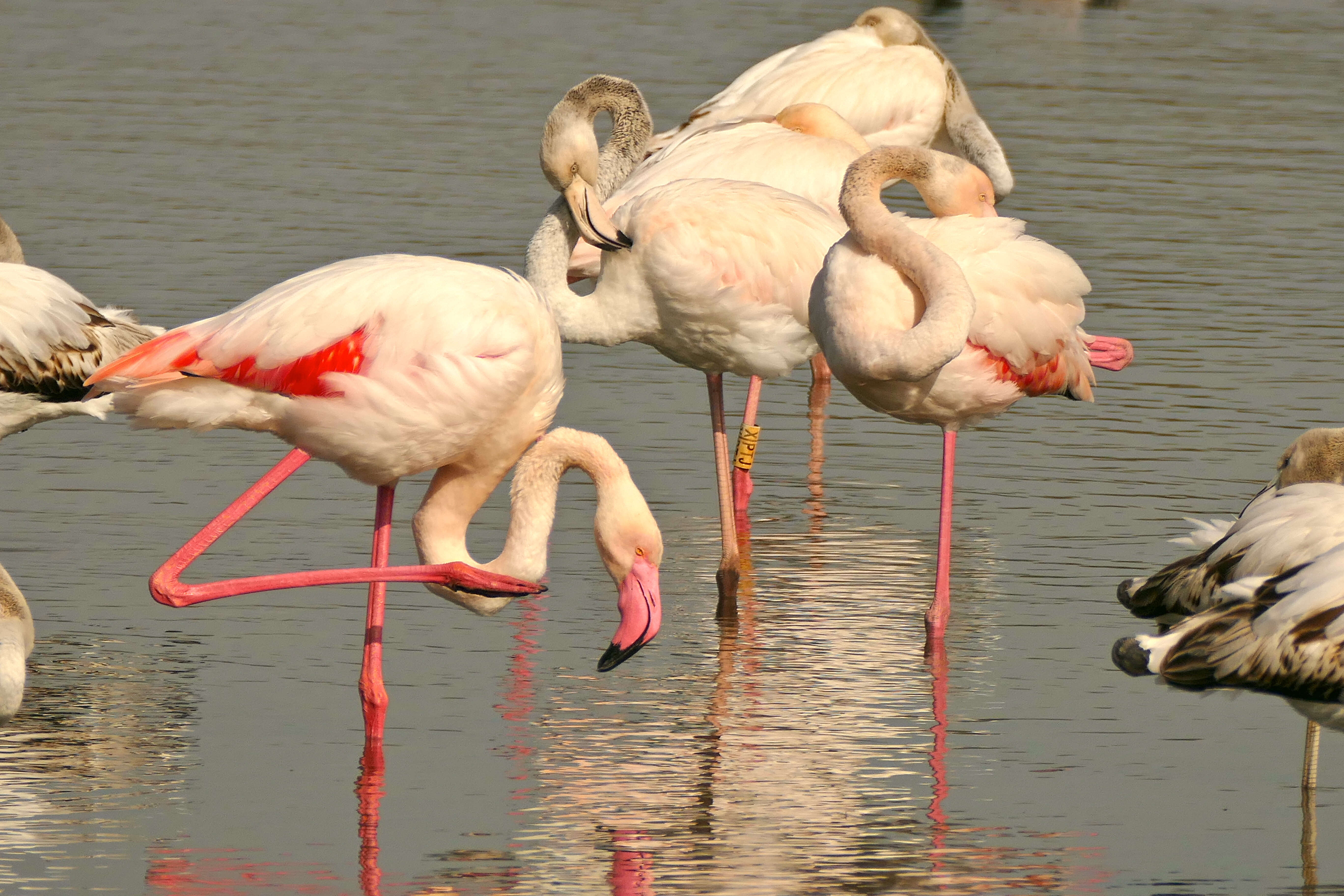 Imagem de Phoenicopterus Linnaeus 1758