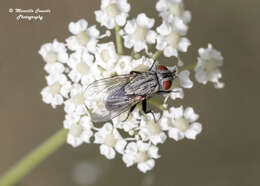 Image de Sarcophila latifrons (Fallen 1817)