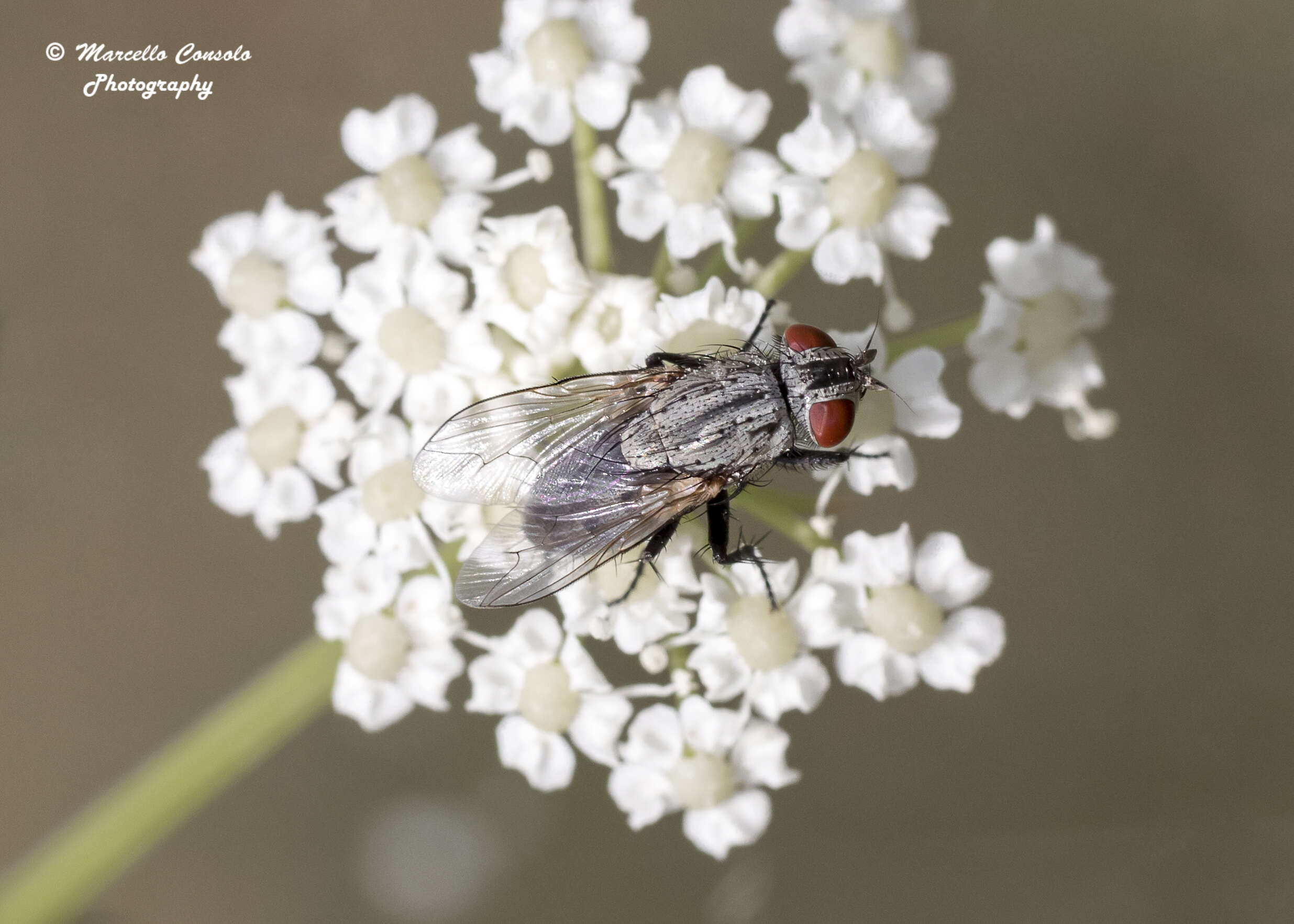 Image of flesh flies