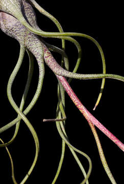 Image of Tillandsia butzii Mez