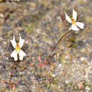 Image of Stylidium exappendiculatum (Lowrie & Carlquist) Wege