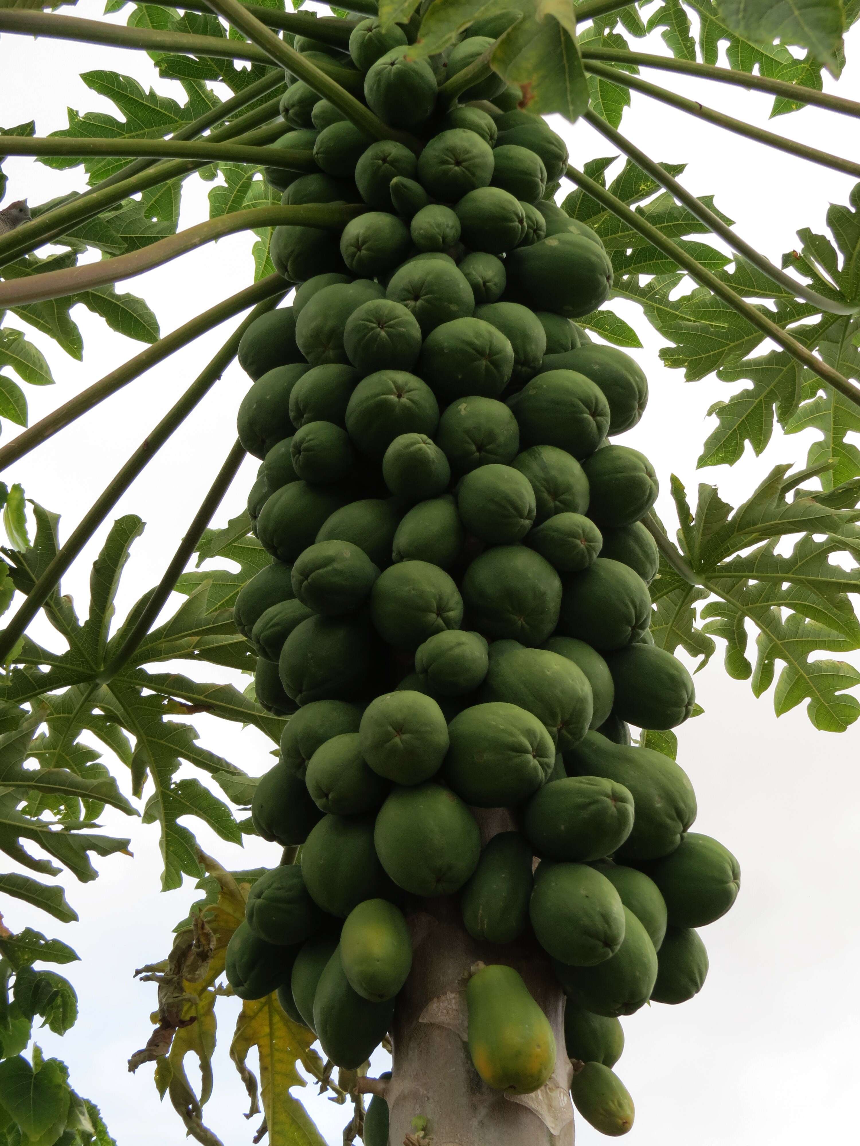 Image of papaya