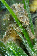 Image of seahorses