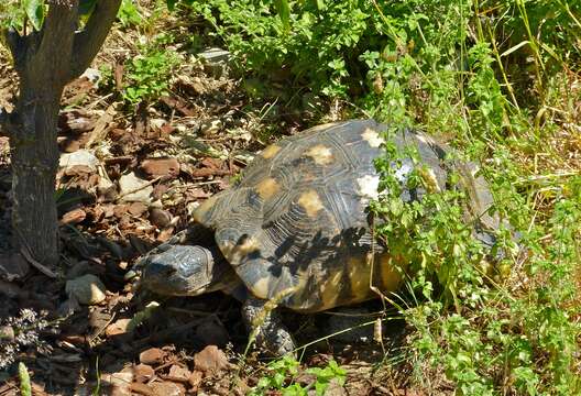 Image of Marginated Tortoise