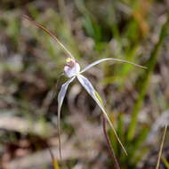 Imagem de Caladenia saggicola D. L. Jones