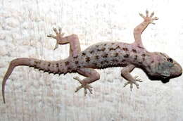 Hemidactylus brookii Gray 1845 resmi