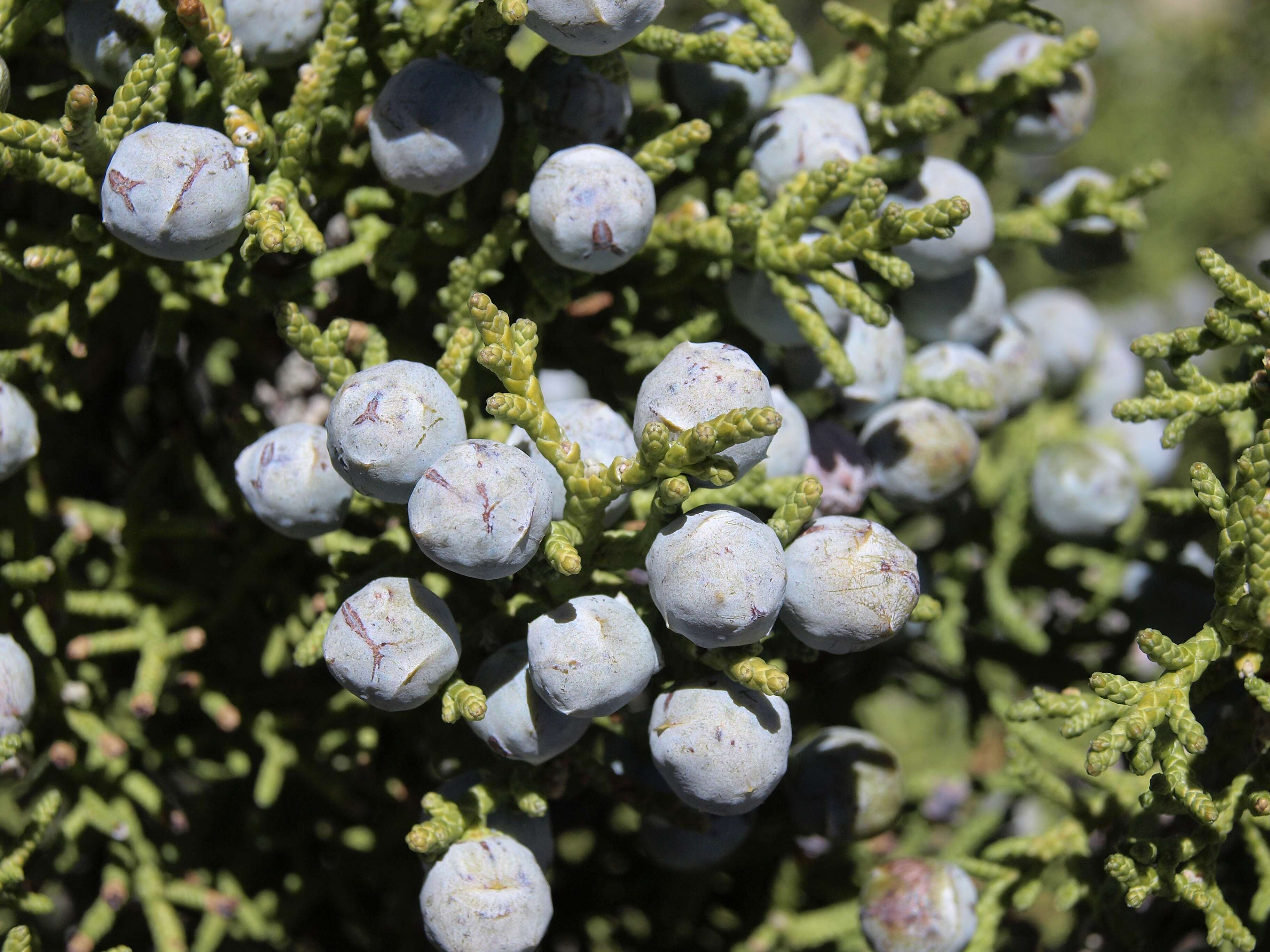 Image of Bigberry Juniper