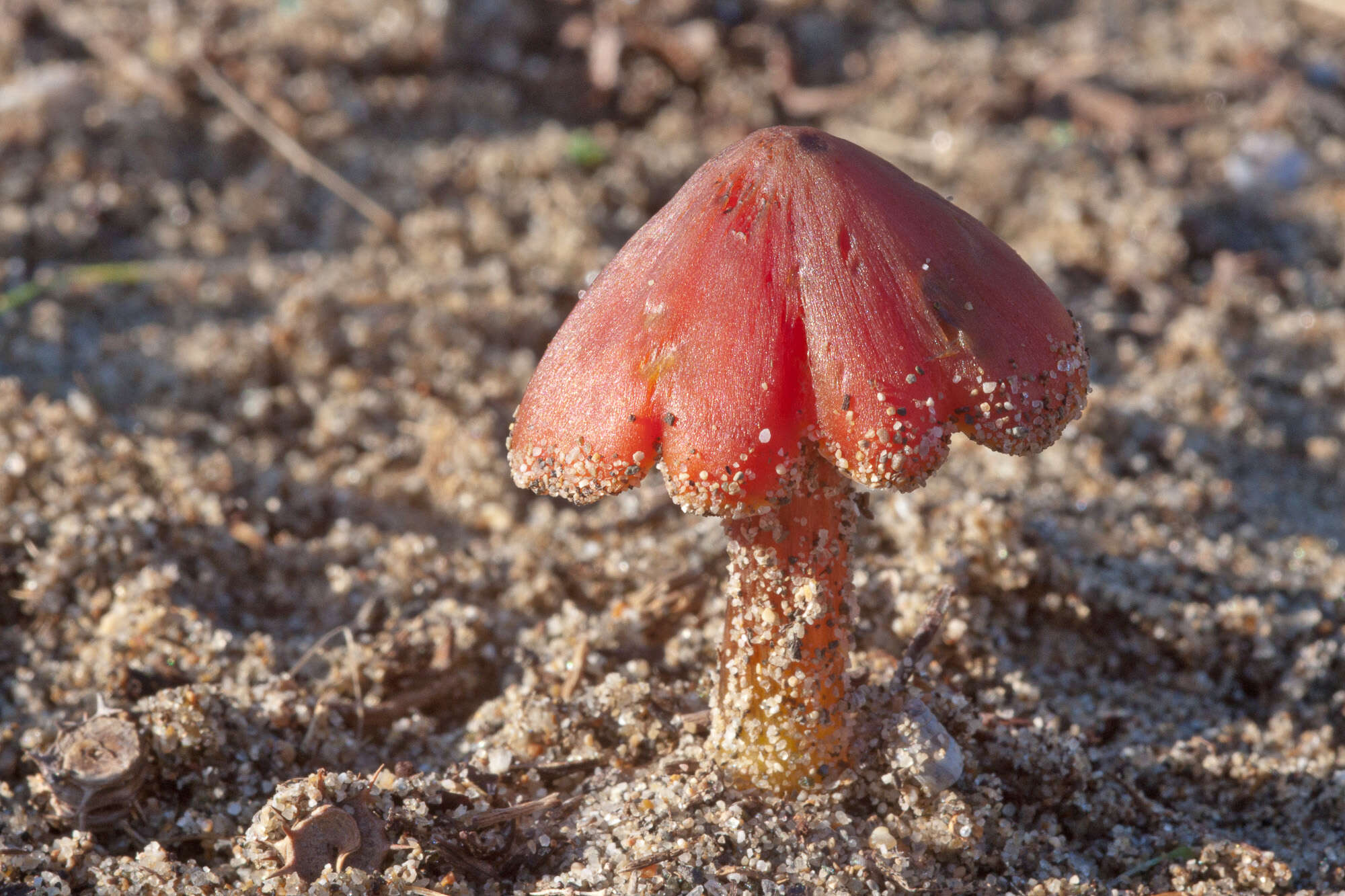 Image of waxcaps (fungi)