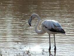 Imagem de Phoenicopterus Linnaeus 1758