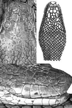 Image of Dog-faced Water Snake