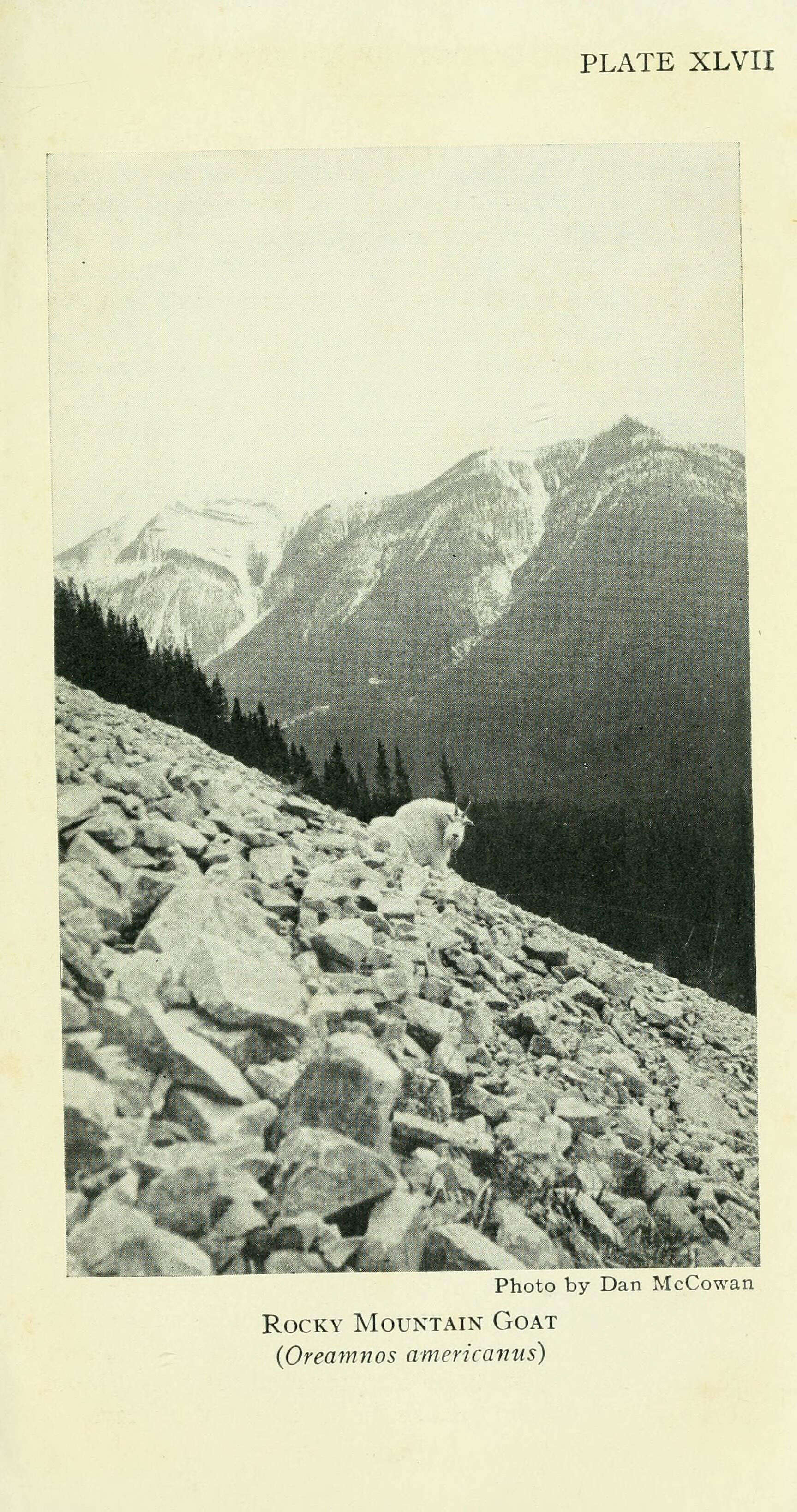 Image of mountain goat