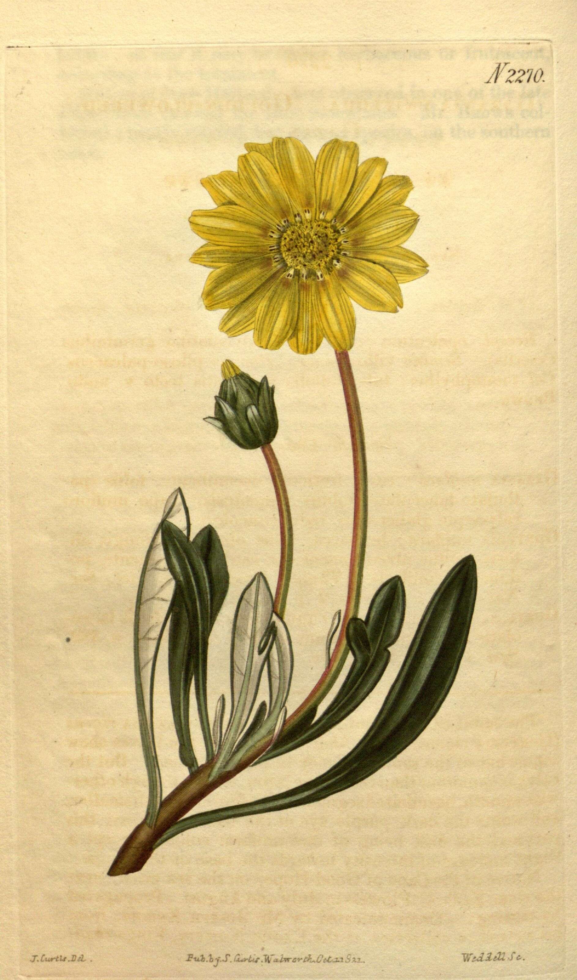 Image of Gazania rigens var. uniflora (L. fil.) Rössl.