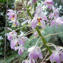 Image of Spathoglottis pacifica Rchb. fil.