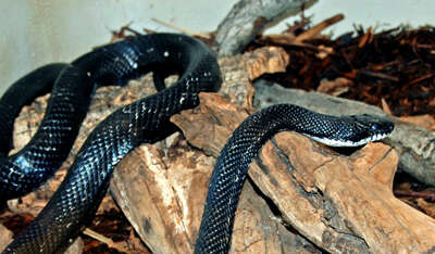 Image of Rat snakes