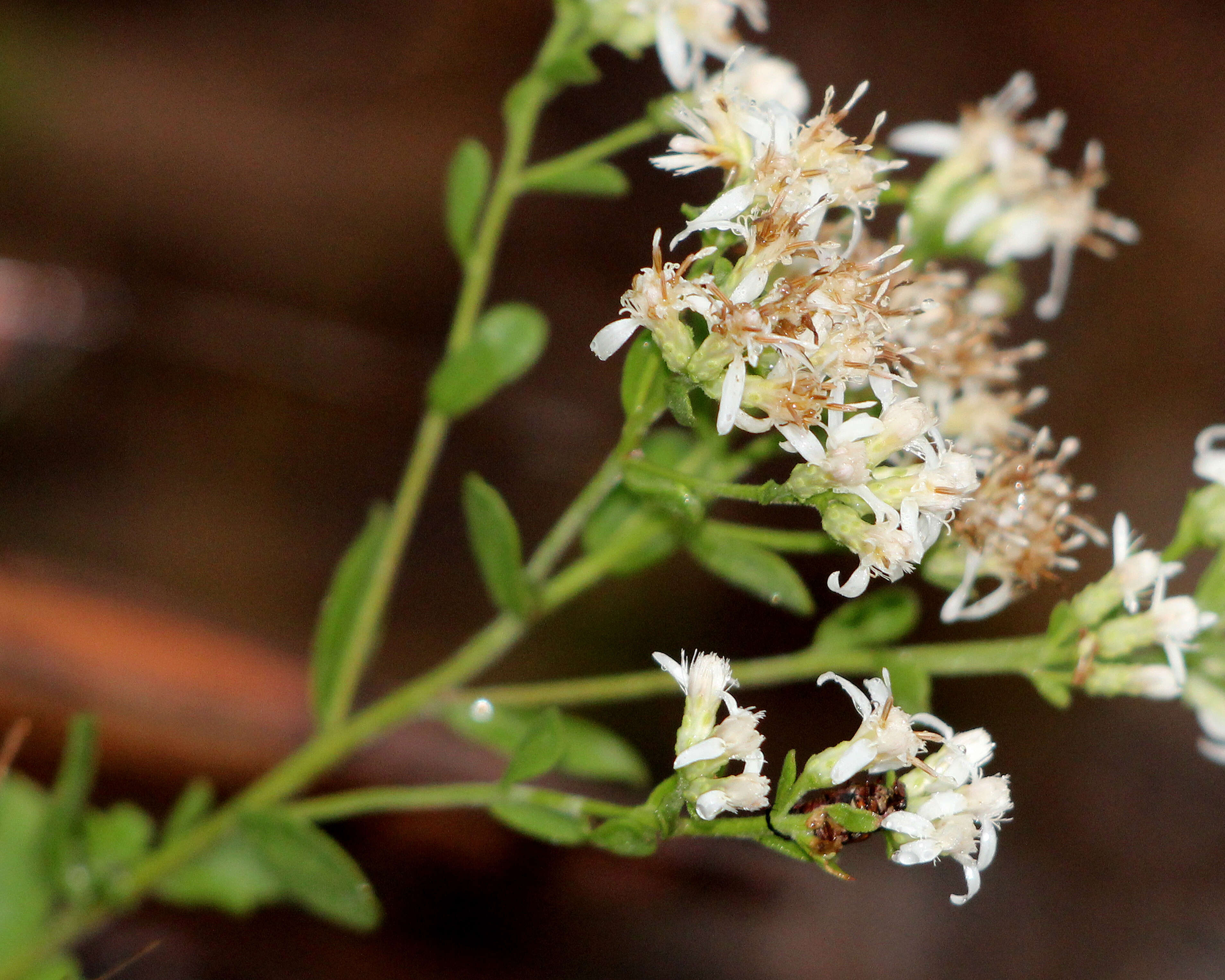 Image of whitetop aster