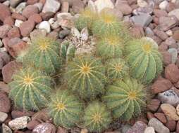 Image of balloon cactus