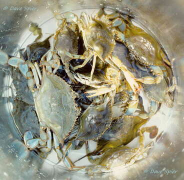 Image of blue crab