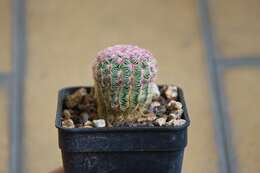 Image of Arizona Rainbow Cactus