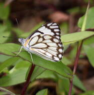 Слика од Belenois aurota (Fabricius 1793)