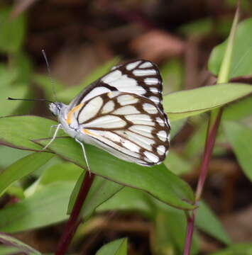 Image of Pioneer; Caper White