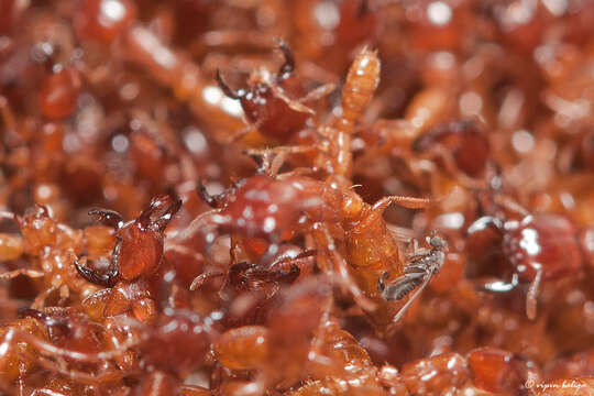 Image of Driver ants