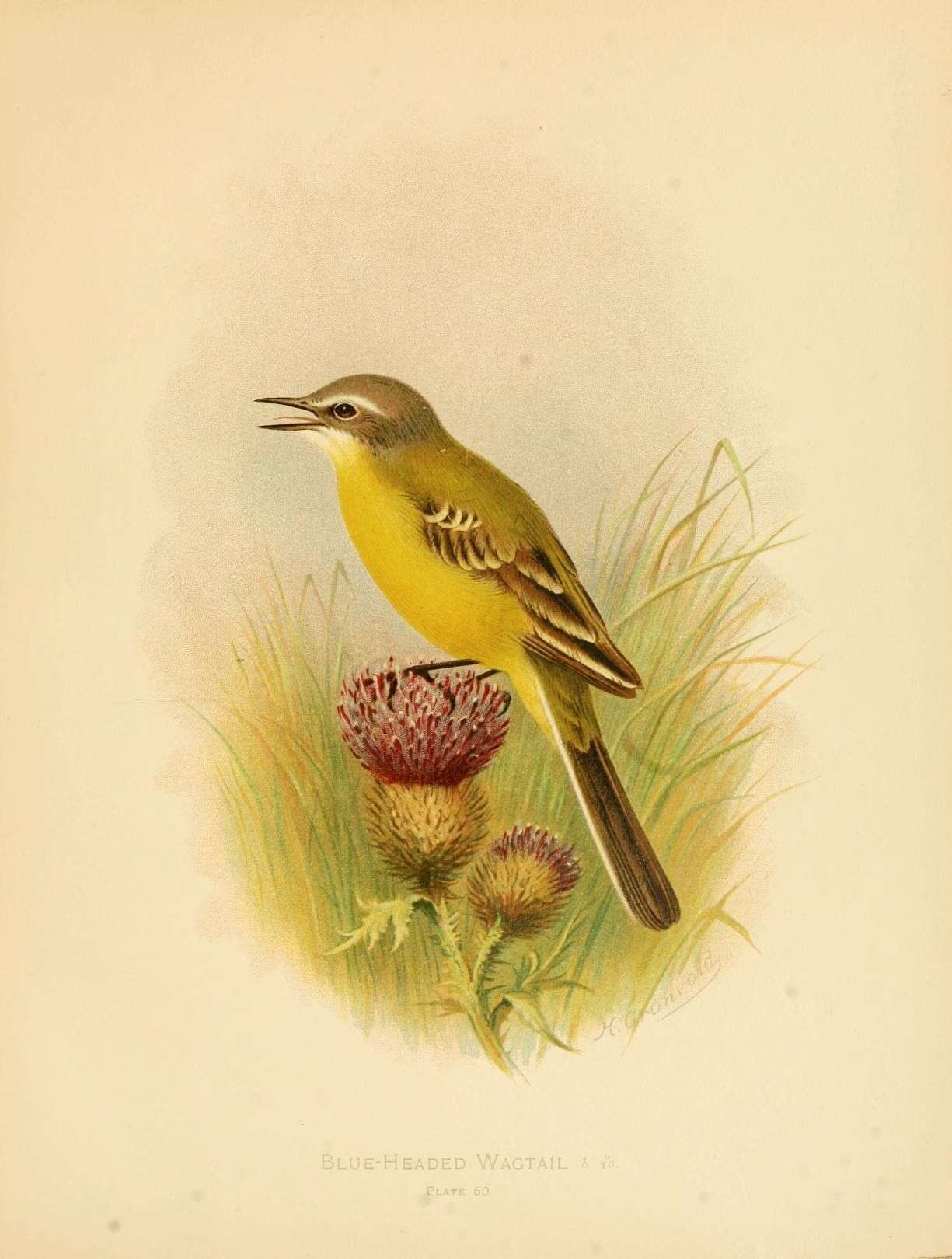 Image of Western Yellow Wagtail