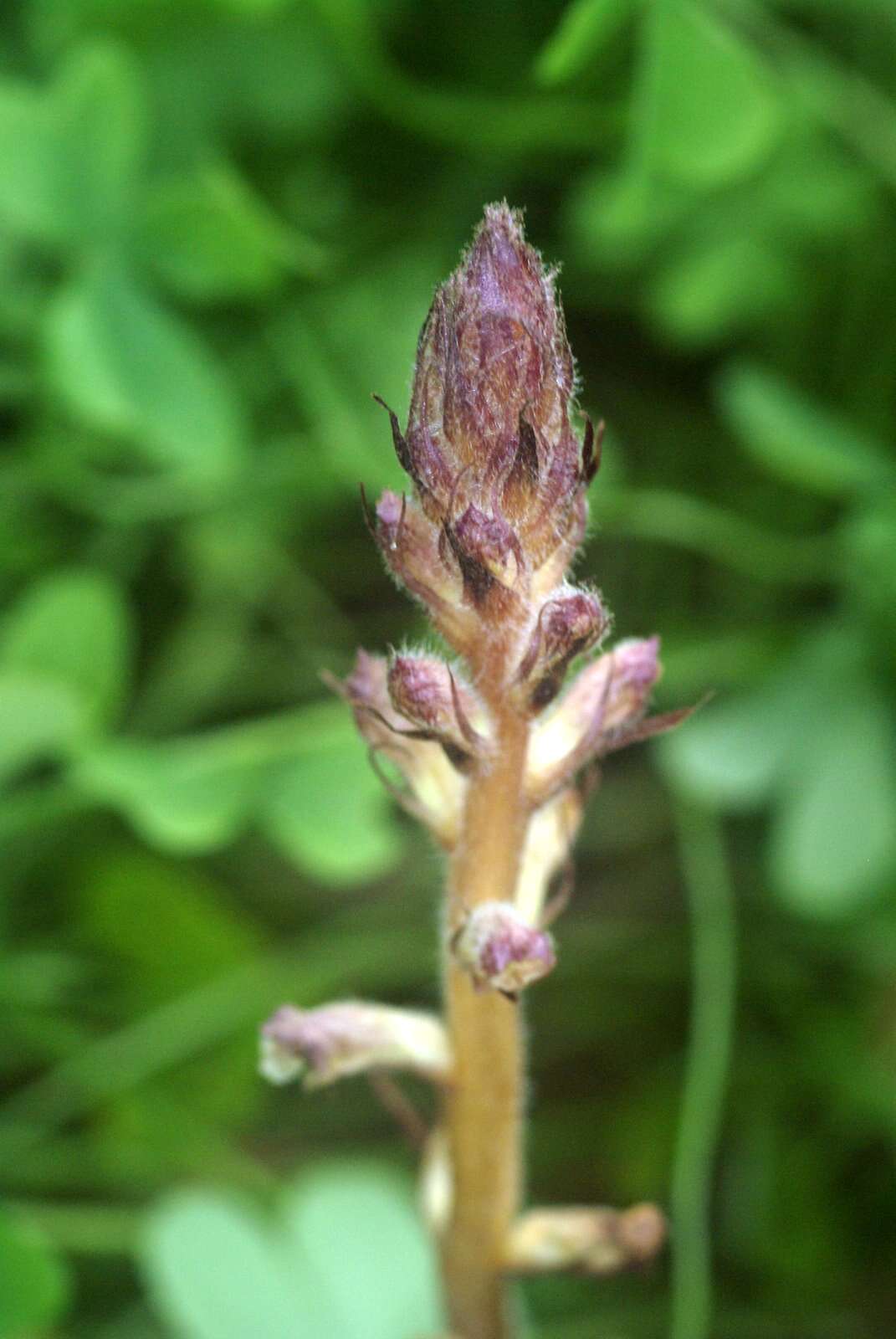 Image of clover broomrape