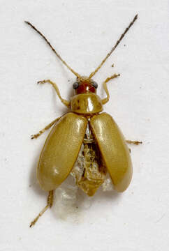 Image of Leaf beetle