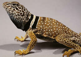 Image of leopard lizards