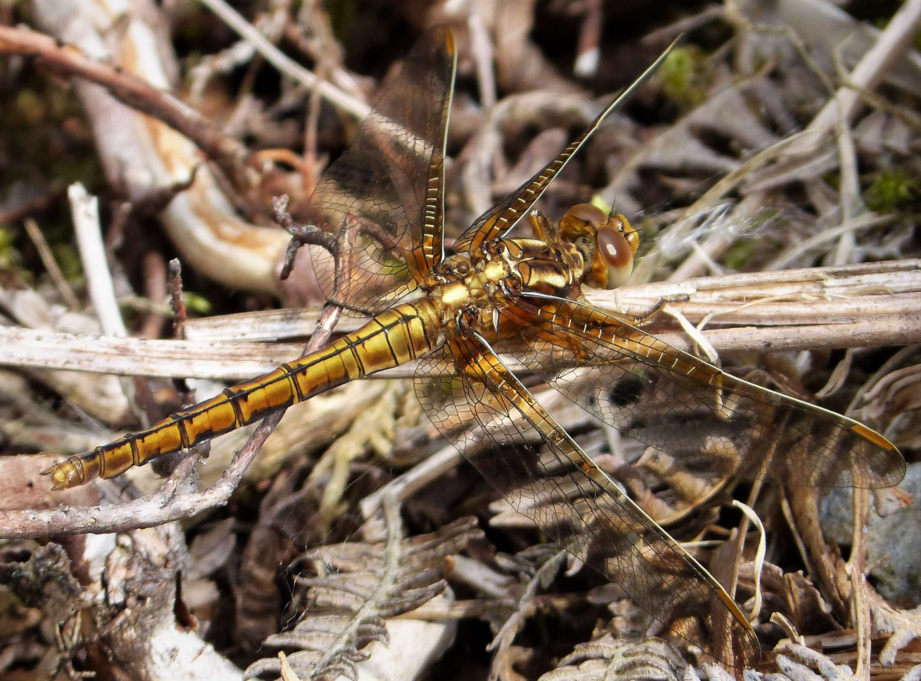 Image of Skimmers (Dragonflies)