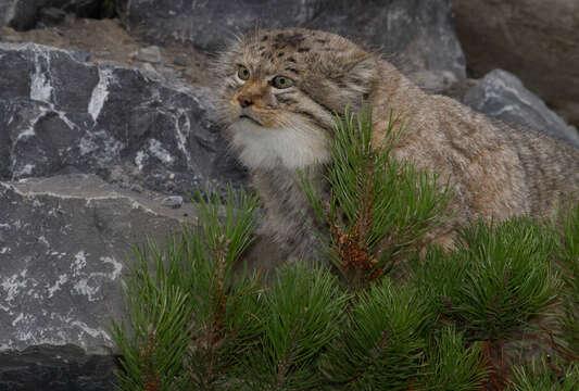 Image of Pallas’s cat