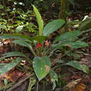 Image de Aglaonema nitidum (Jack) Kunth