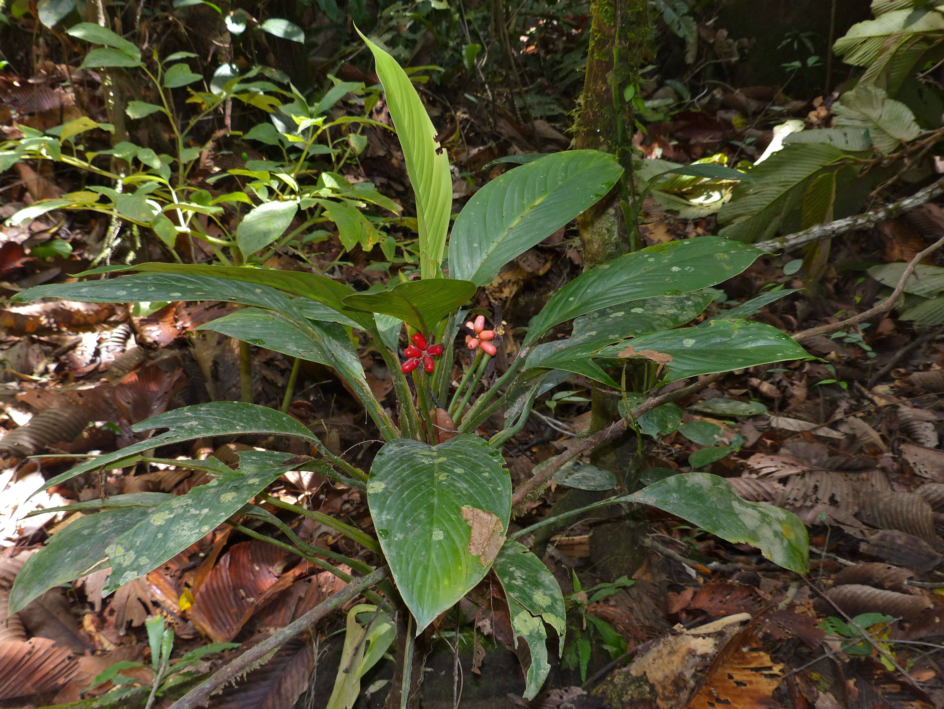 Image of Aglaonema nitidum (Jack) Kunth