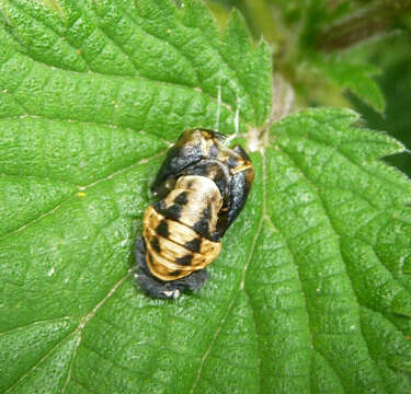 صورة Harmonia axyridis (Pallas 1773)