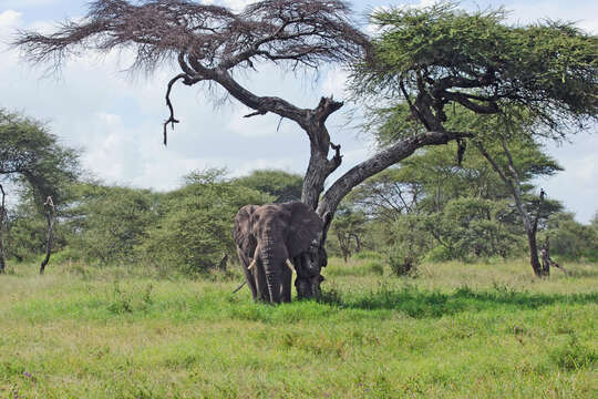 Image of African elephant